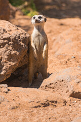 Fototapeta premium meerkat (Suricata suricatta) standing watching with sunlight with desert background