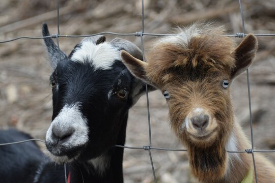 Goat "Brothers"