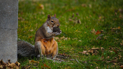 squirrel on the grass
