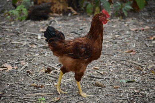 Rooster