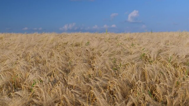 Wheat crop field swaying though wind. A Field Of Wheat.