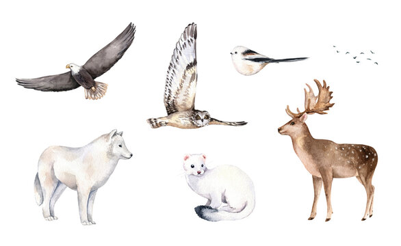 Watercolor woodland animal clipart set. Deer, wolf, owl, birds, ermine, eagle. Hand drawn illustration.  Design for prints, postcards, greeting cards, invitations