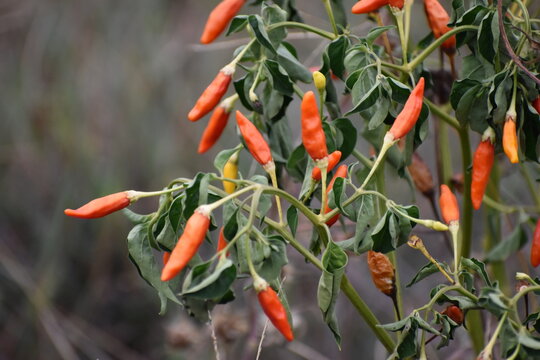 Red Hot Peppers