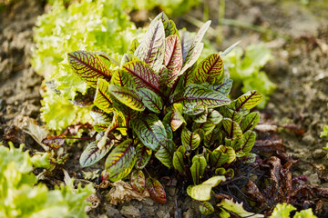 Close-up of basil leaves in a greenhouse.