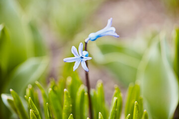 Close-up of bluebell spring color in the garden.
