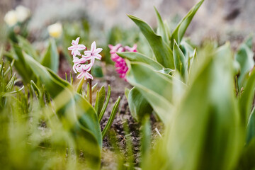 Close-up of bluebell spring color in the garden.