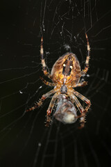 Araneus diadematus - female on web