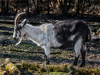 Wallis black and white domestic goat in its enclosure