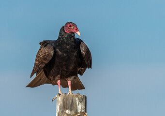 Turkey Vulture