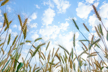 Obraz premium Barley field against the blue sky..