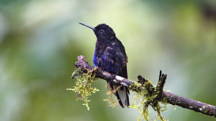 Velvet Purple Coronet (Boissonneaua jardini) hummingbird perched on a branch in Mindo, Ecuador