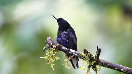 Velvet Purple Coronet (Boissonneaua jardini) hummingbird perched on a branch in Mindo, Ecuador