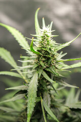 cannabis flower