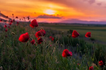 Fototapeta na wymiar Poppy flowers sunset in Bulgaria