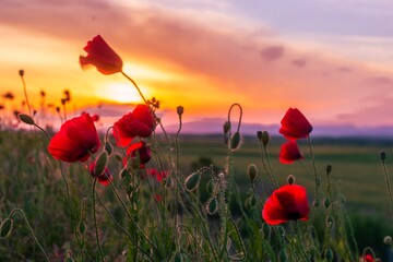 Poppy flowers sunset in Bulgaria