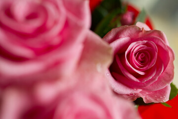 rose rosa macro