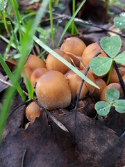 mushrooms in the forest
