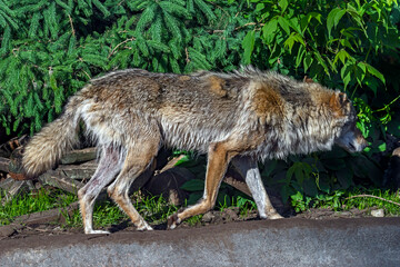 European wolf running in its enclosure. Latin name - Canis lupus	
