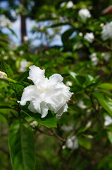 Flowers blooming in the backyard, soft focus.