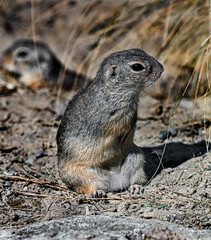 European gopher near its hole. Latin name - Citellus Oken