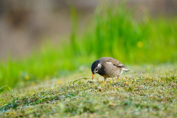 下を向くムクドリ