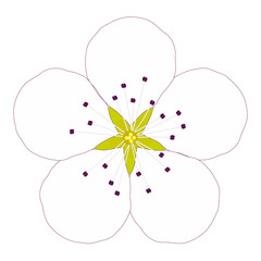 一輪の白い梨の花