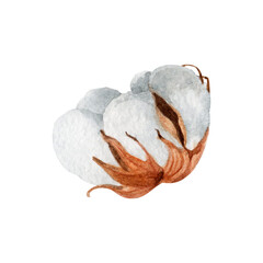 Watercolor cotton on isolated white background. For designing social media, stationery, printing on objects, etc. 