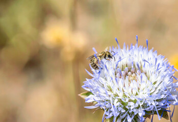 A bee pollinates the flowers. Plant with insect, sunny flower. Flowers in the field. Soft focus,...