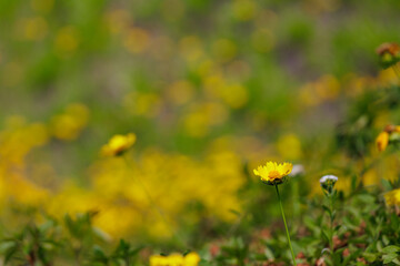 beautiful coreopsis lanceolata blooming garden