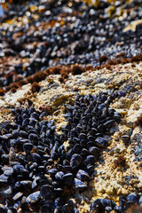 Detail of mussels covering rocks by the hundreds