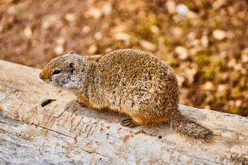 Ground squirrel up close on log