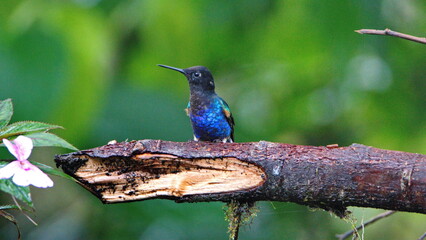 Velvet Purple Coronet (Boissonneaua jardini) hummingbird perched on a branch in Mindo, Ecuador