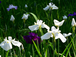 福岡市　舞鶴公園の花菖蒲