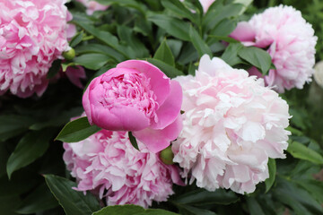 Lady Anna. Peony in the garden. Shot of a peony in bloom works perfectly with the green background. Spring background. Blooming, spring, flora. Flowers photo concept.Greeting cards.