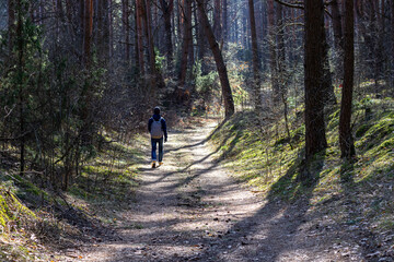  one man walks in a pine forest in the spring during the cold season