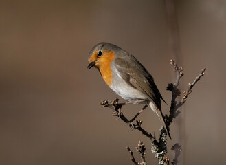 European robin, Eropean rubecula