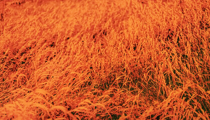 A field of dried agricultural cereal herbaceous culture 