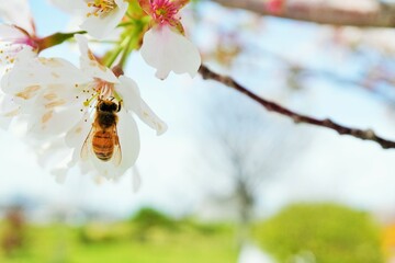 明るい公園を背景に染井吉野の花粉を集めるミツバチ