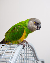 Poicephalus Senegal. Senegalese parrot sits on a cage.