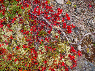 In autumn, a beautiful tundra carpet of various mosses in bright colors. Red, green and yellow plants on the rocks. closeup texture