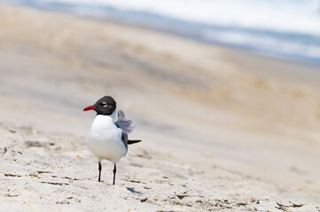 Seagull in coastal North Carolina