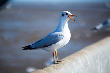 seagull on a rock