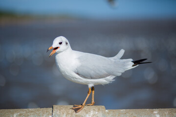 Seagull, Bird