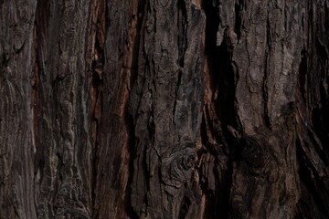 Tree bark texture. Brown bark - obrazy, fototapety, plakaty