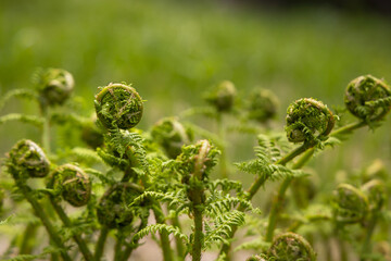 Young leaves of male fern (Dryopteris filix-mas). Vibrant green male fern coils. Selective focus.