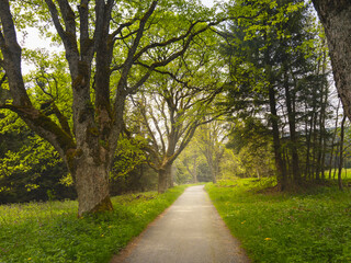 Obraz premium Trail through the spring forest. Path with green trees in the forest or park. Bohemian forest, Czech Republic.
