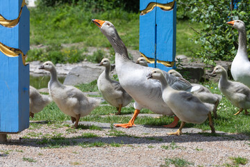 G&auml;nsefamilie mit Nachwuchs