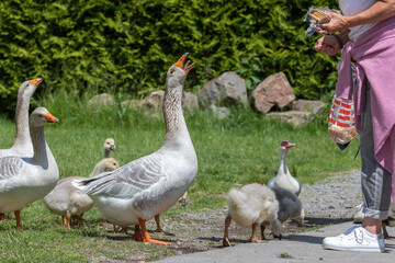 Gänse mit Nachwuchs bei Fütterung