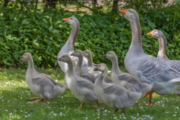 Gänsefamilie mit Nachwuchs