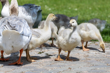 Gänsefamilie mit Nachwuchs